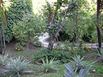 driveway-pineapples-and-mor