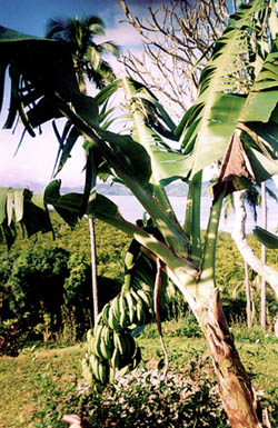 Diloi Plantation